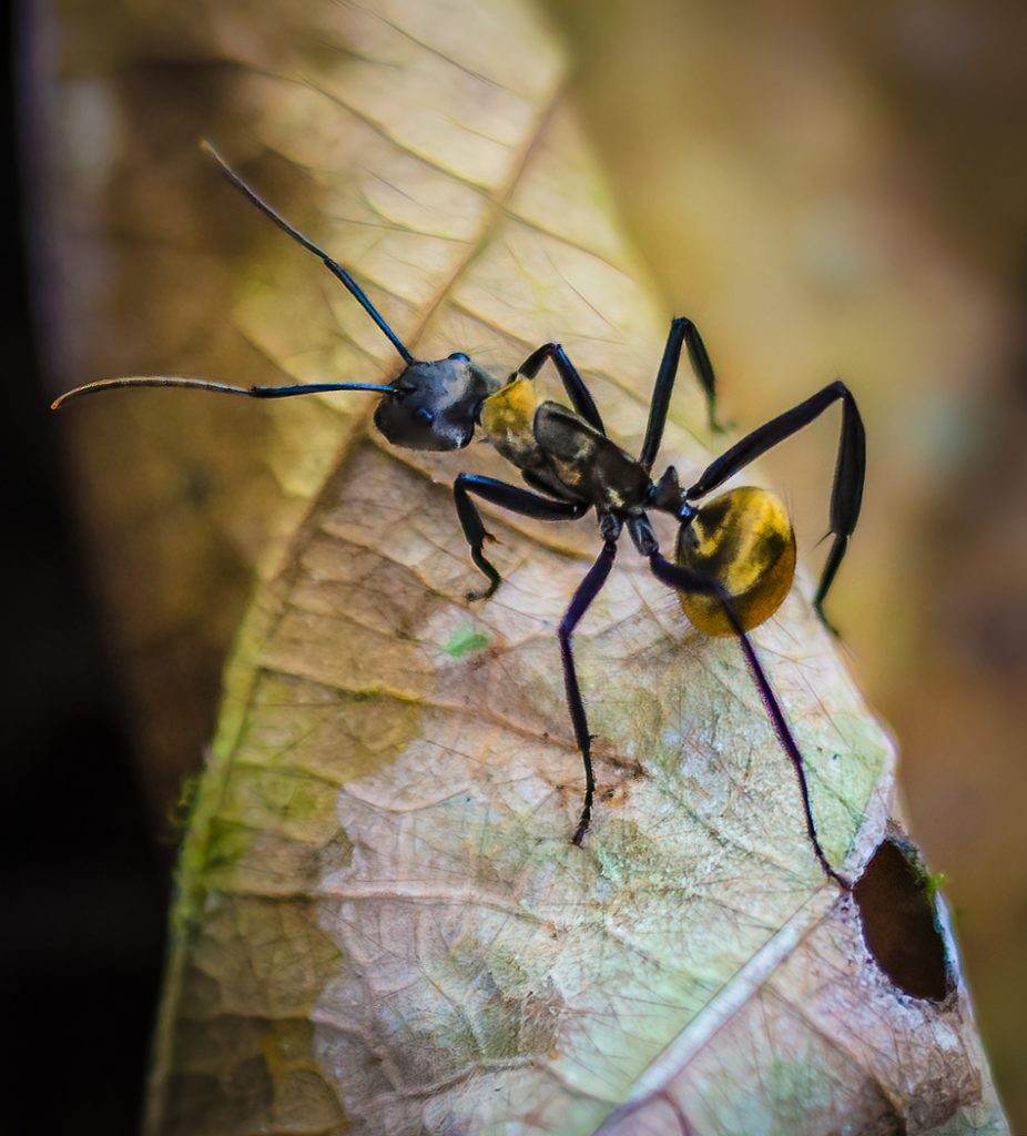 Golden Carpenter Ant - Linda Rogers