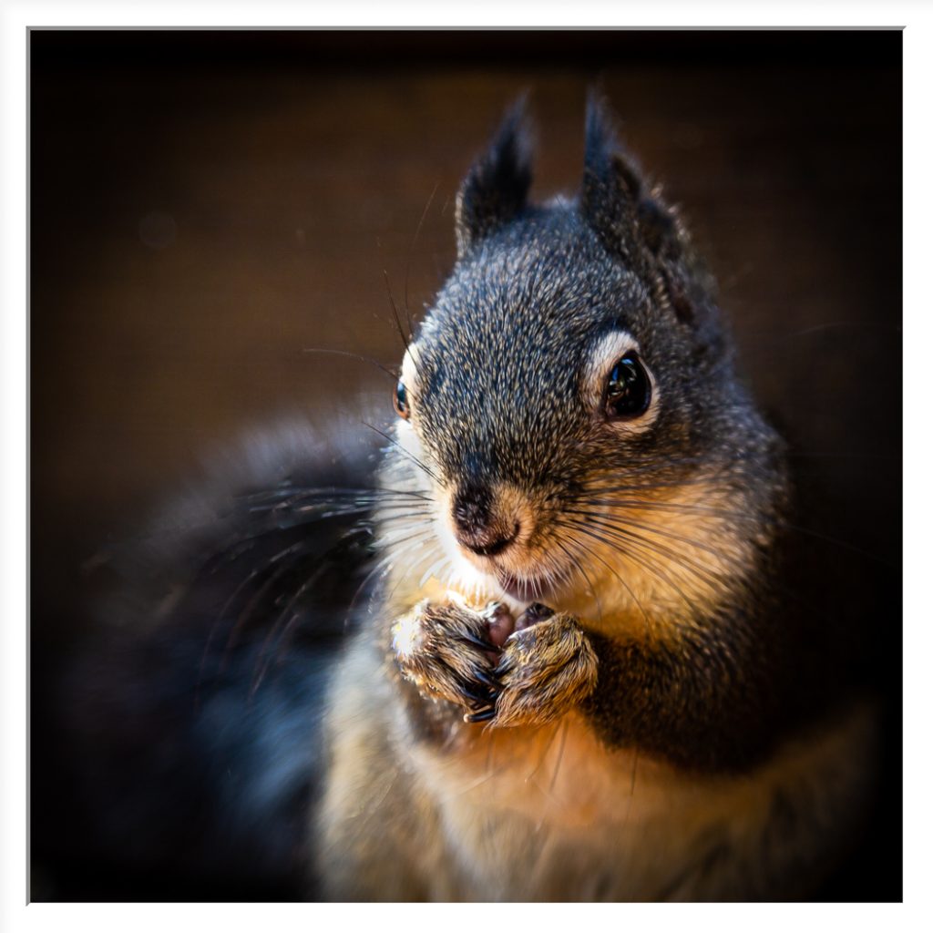 Scooter - Alana Starkweather