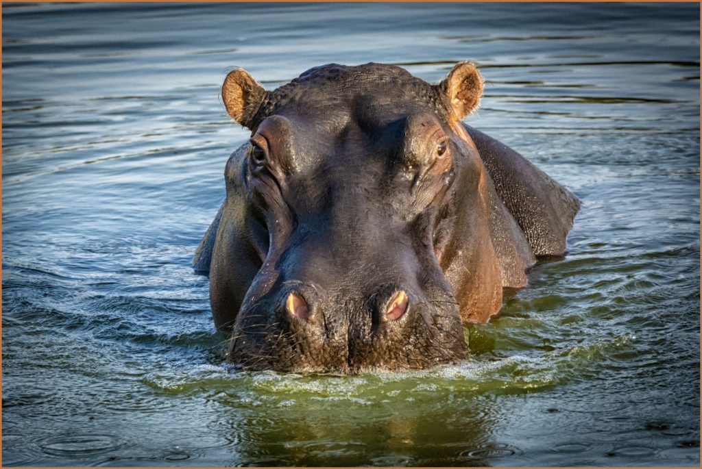 You Lookin At Me - Barbara Tricarico