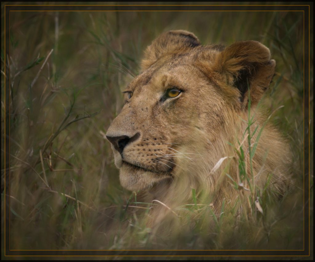 Royalty - Judy Lanier