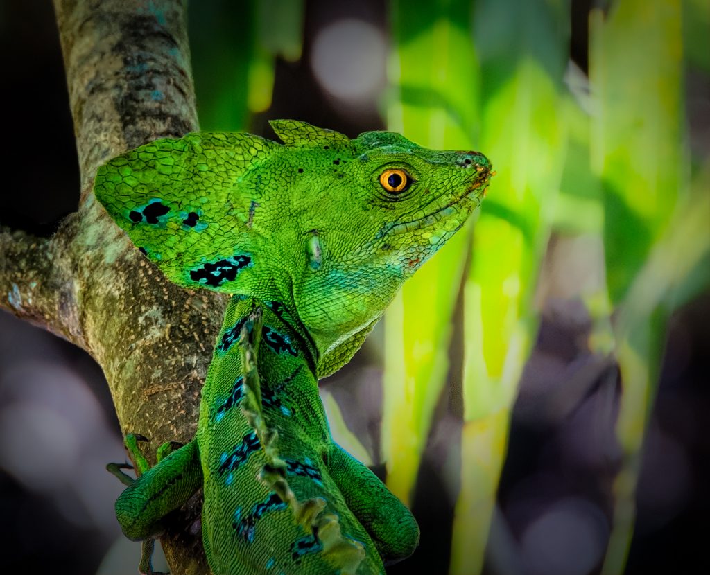 Basilisk Lizard - Linda Rodgers