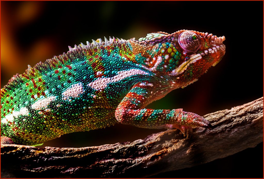 Colorful - Neal Thompson