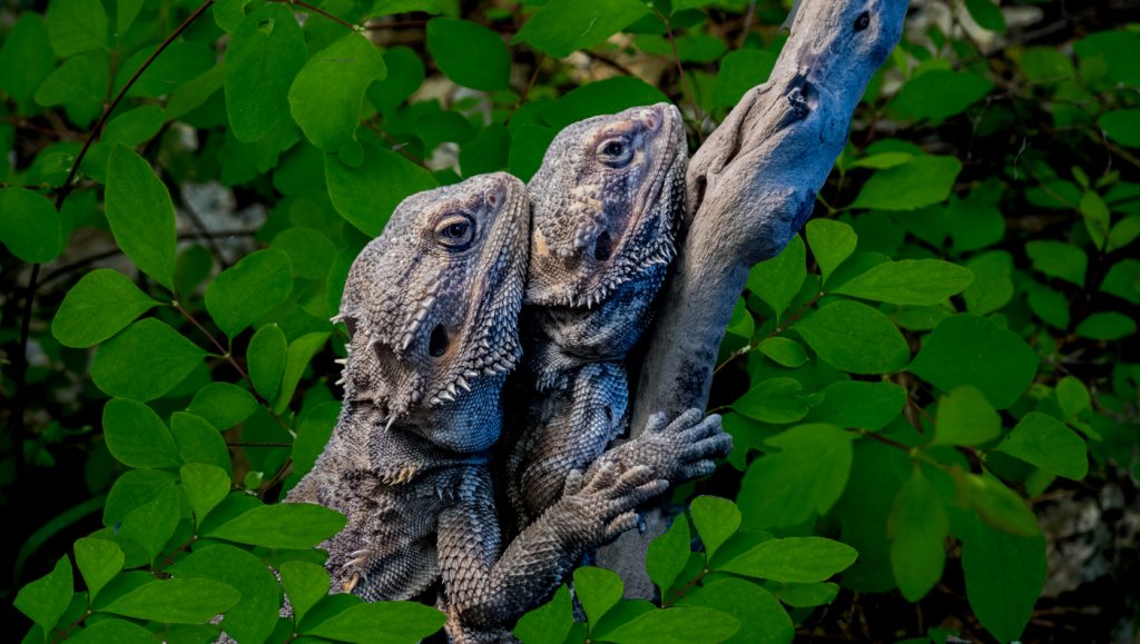 Security  - Randy Bryan