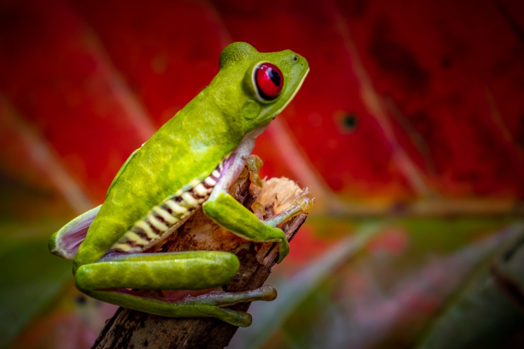 Bulging Red Eyes - Ellen Ahern