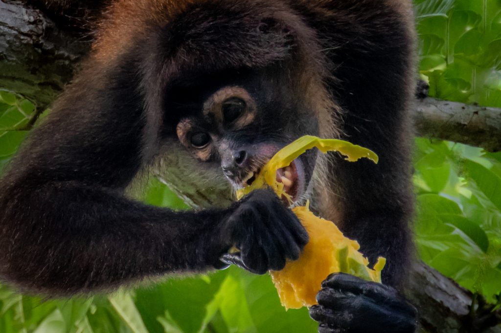 This Is My Mango - Ellen Ahern