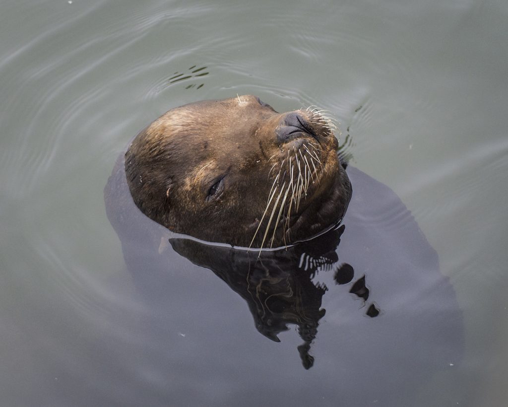 Seen Any Fish - George Peterson