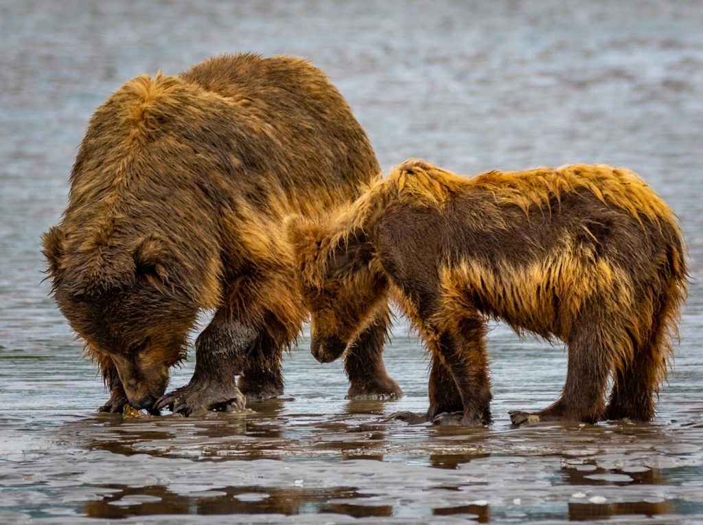 Clamming Lessons - Jeff Thompson