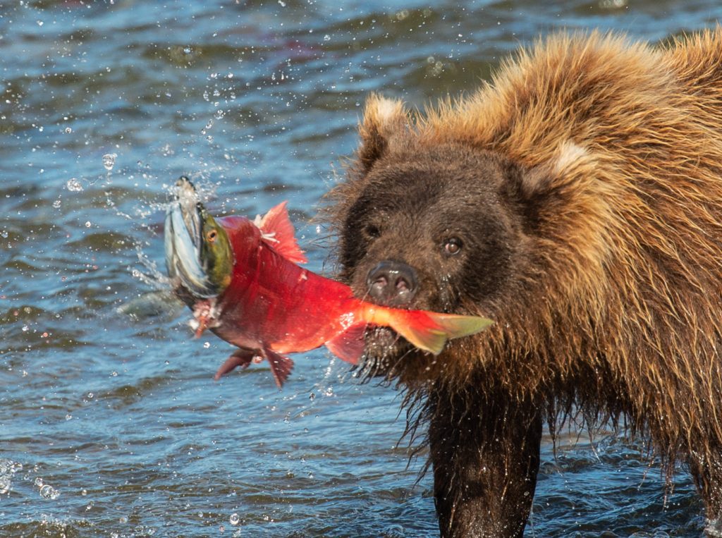 First Sockeye - Jim James