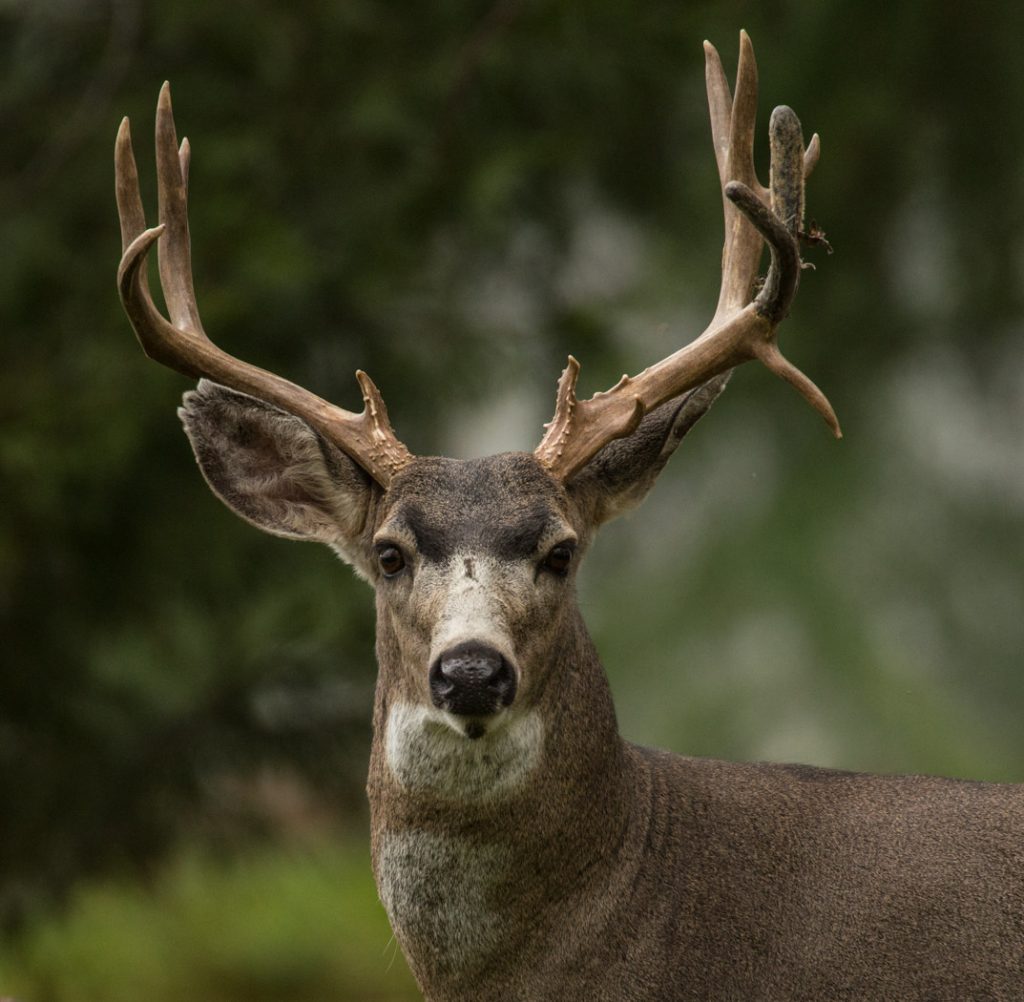 September Monarch - Jim James
