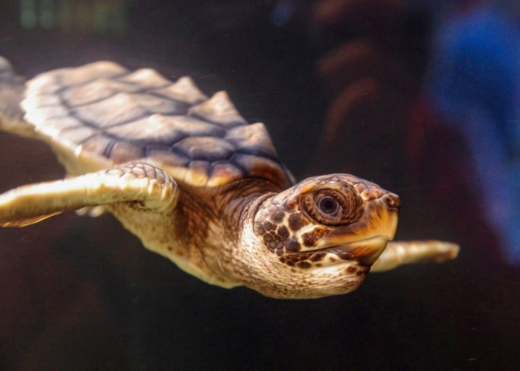 Turtle - Mark Huddleston