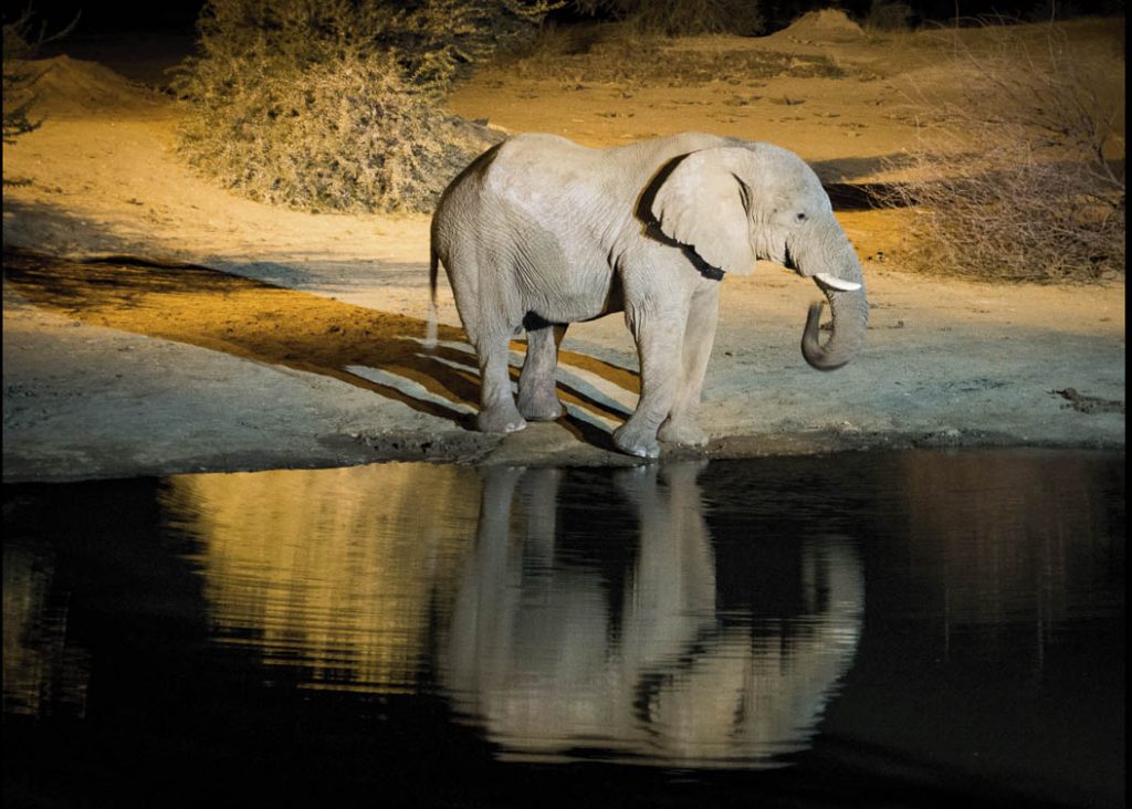 Midnight At The Oasis - Susan Quinn