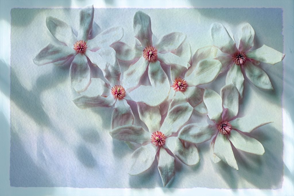 Seven Beauties - Alana Starkweather