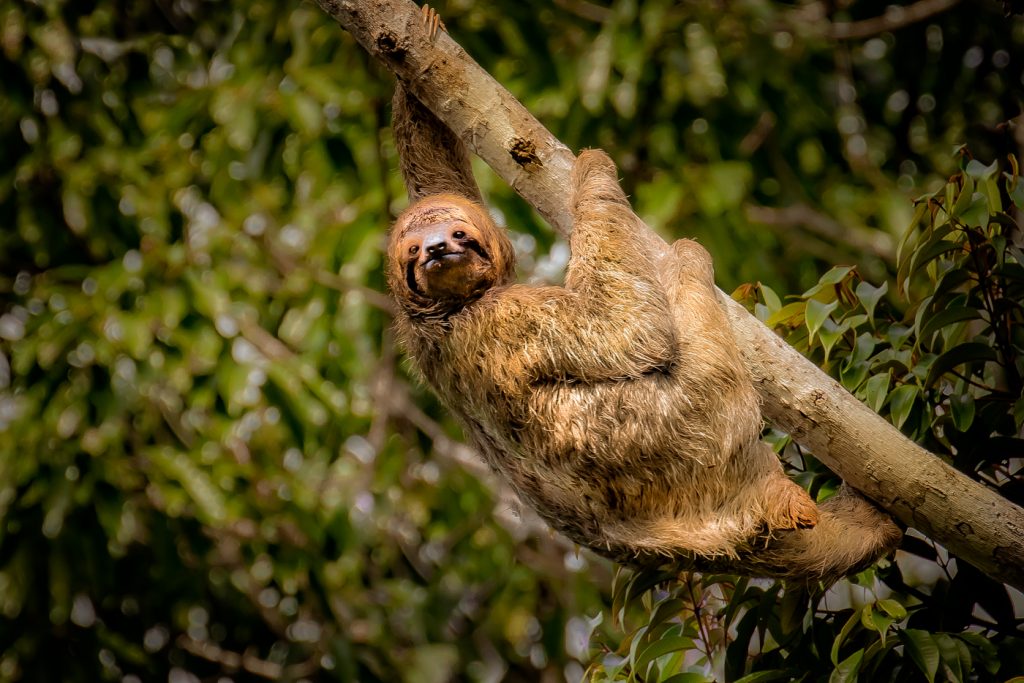 Just Hanging Around - Ellen Ahern