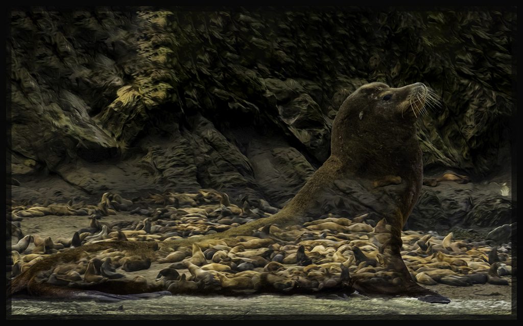 Sea Lion Indigestion - George Peterson