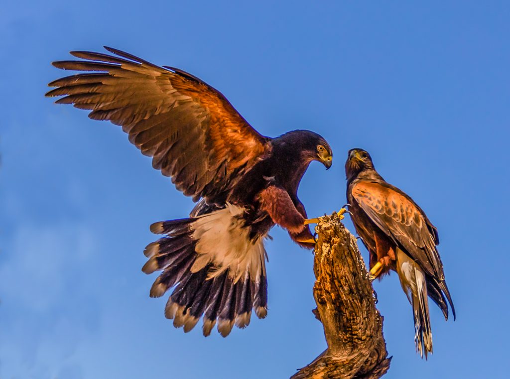 Harriss Hawks - Jeff Thompson