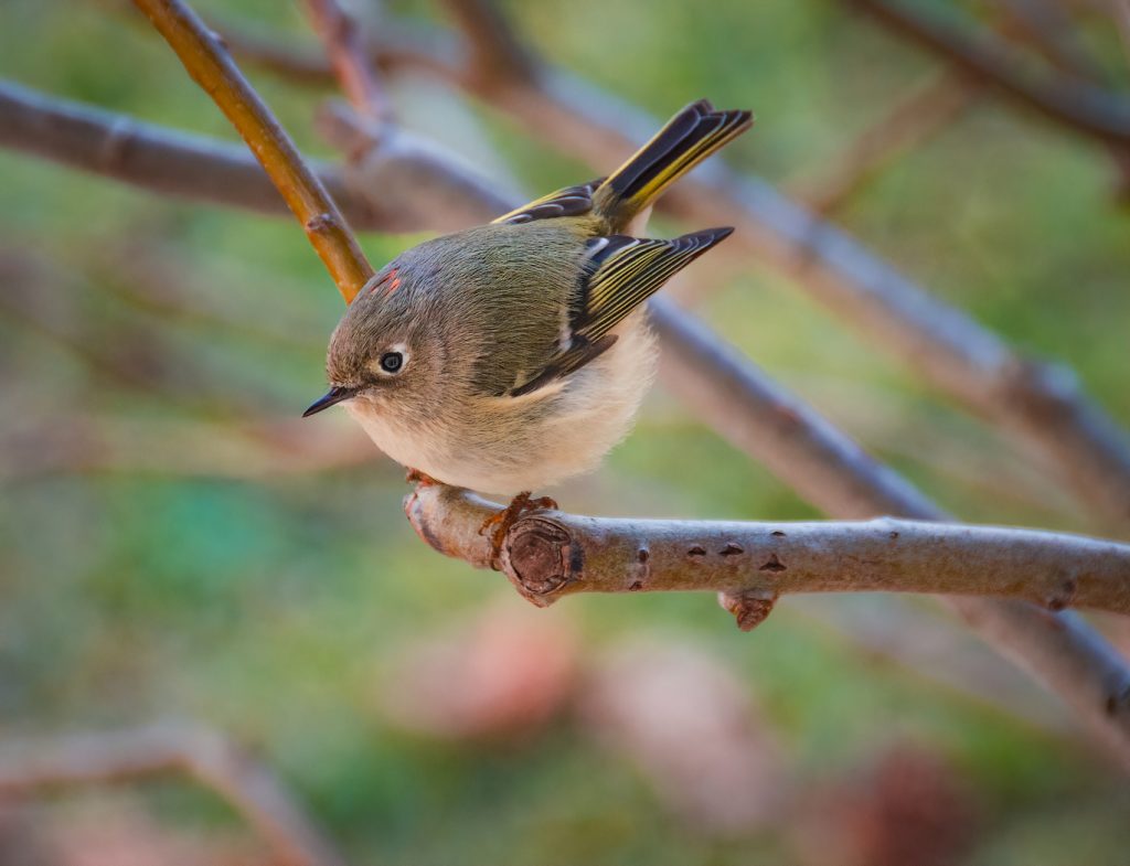 Rubycrowned Kinglet - Linda Rodgers