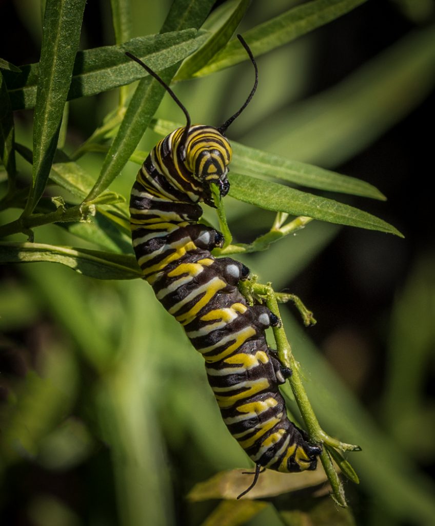 Munchkin  - Randy Bryan