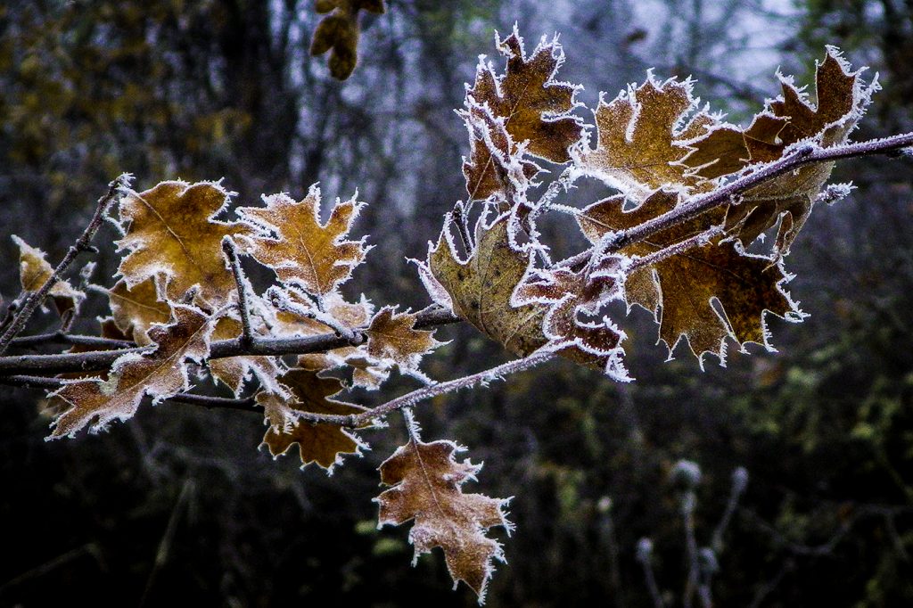 White Oak - George Peterson