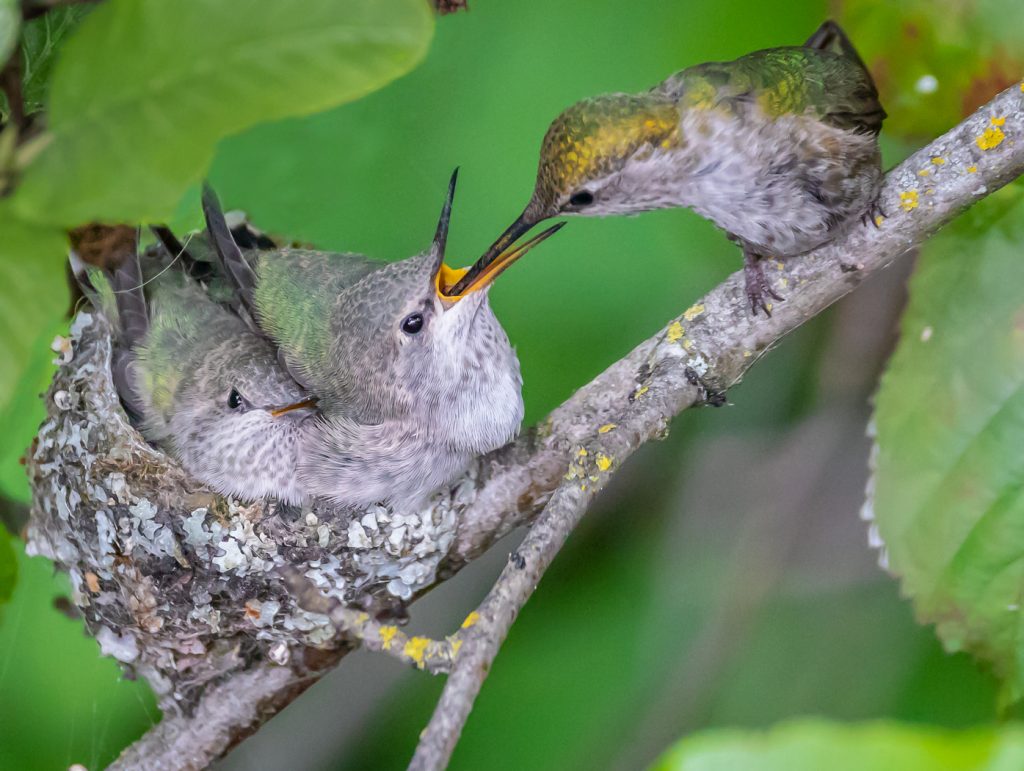 Tiny Feathers - Jeff Thompson