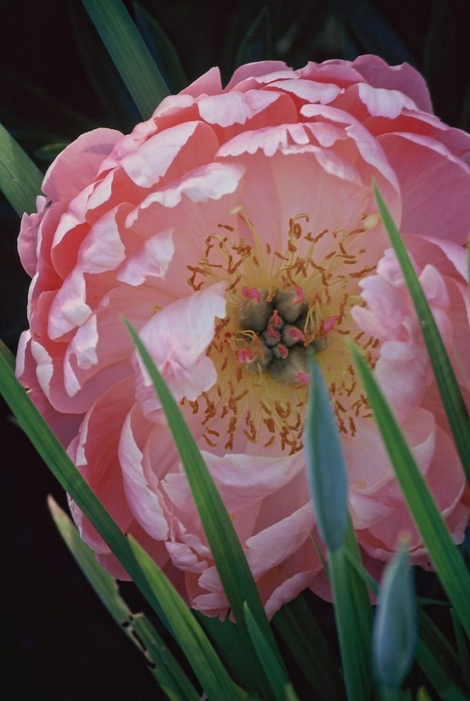 Peony - Ken Deveney