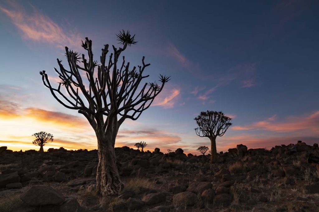 Giants Playground - Susan Quinn